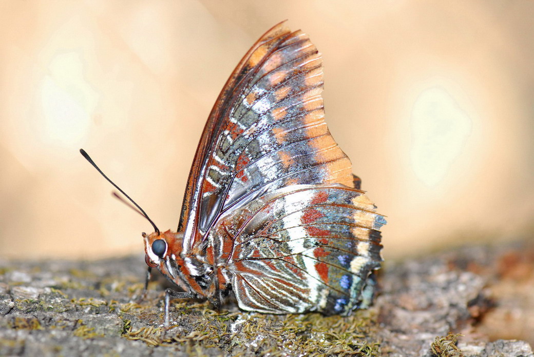 Farfalla in Sardegna....Charaxes jasius